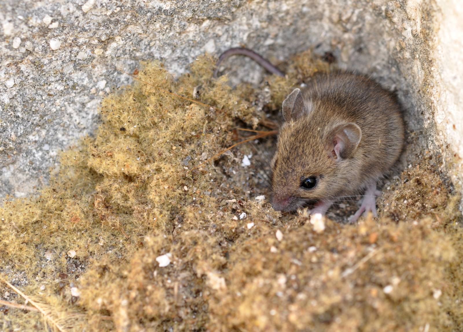 Répulsif rat à base d’huile essentielle disponible à Paris et en ligne.
