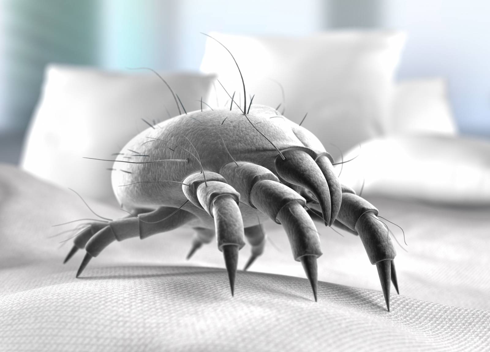 Comment se débarrasser des mites textiles dans ma maison à Strasbourg et région Grand Est ?