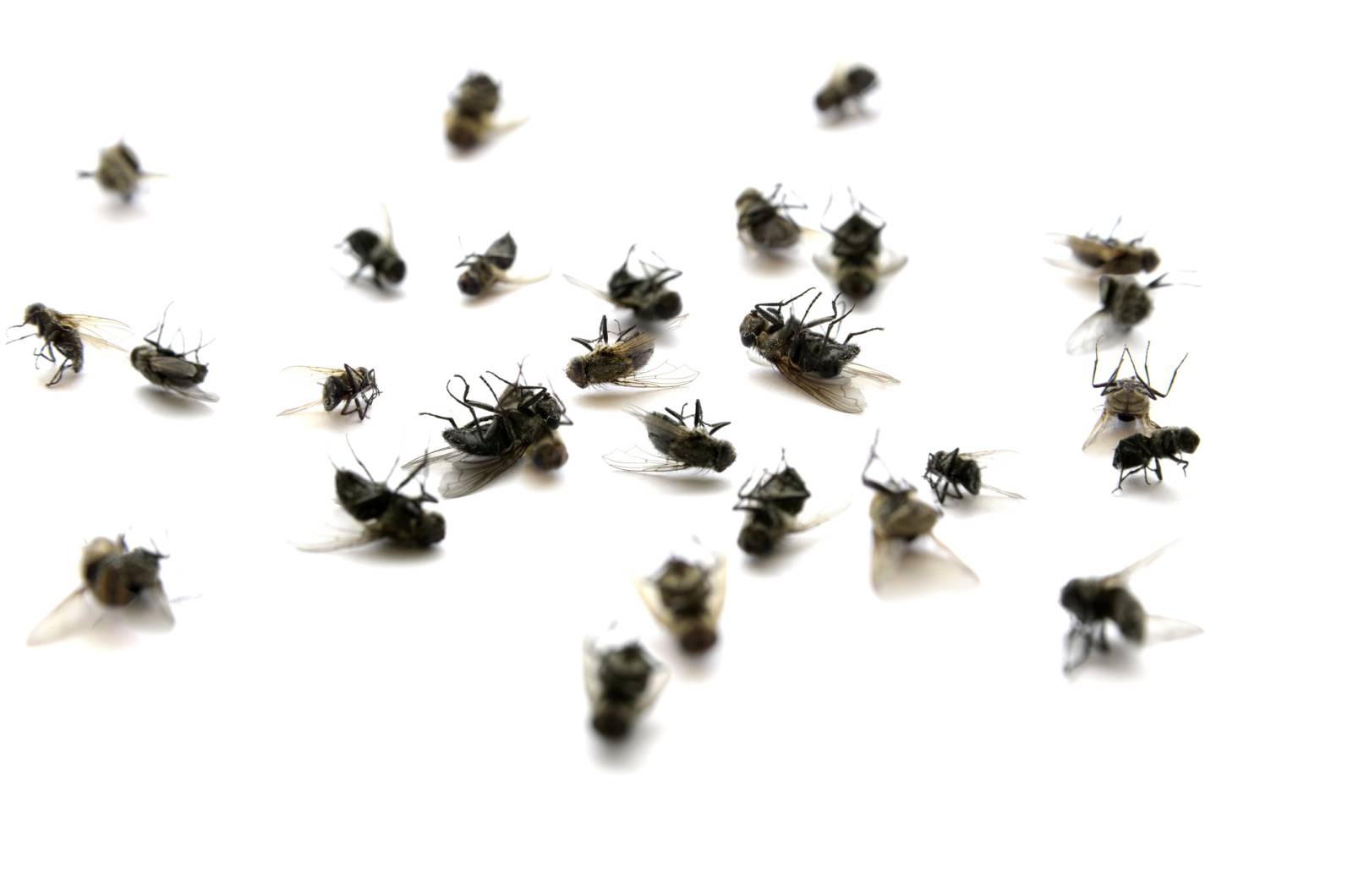 Piège anti mouche de maison en ligne et livrable à Paris