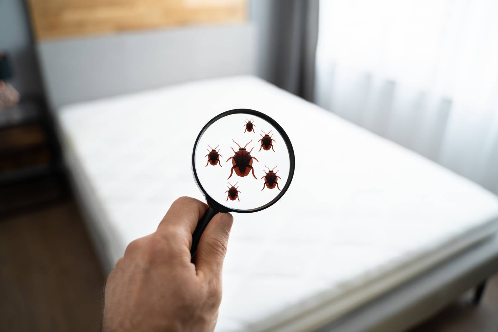 Insecticide anti-punaise de lit efficace à Lyon