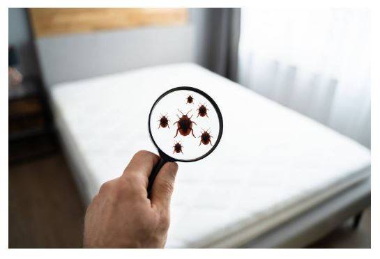 Exterminer définitivement les punaises de lit dans sa maison à Nantes et ses environs.